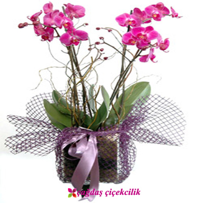 Orkide Gönder
